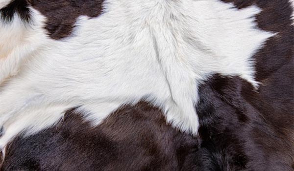 Cowhide Rugs